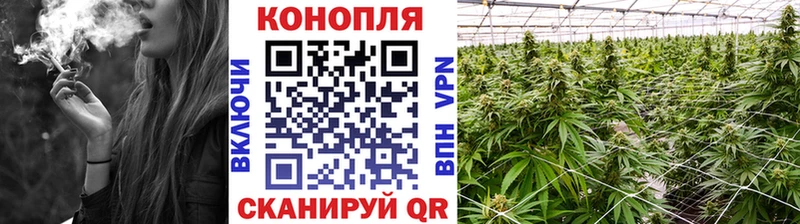 Бошки марихуана план  Купить  Усть-Джегута 